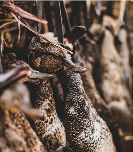 Garwood TX Dove, Cranes Or Waterfowl In Garwood