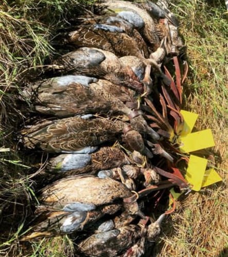 Garwood TX Dove, Cranes Or Waterfowl In Garwood