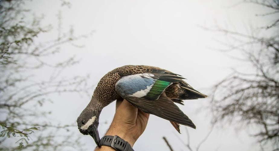 Garwood TX Dove, Cranes Or Waterfowl In Garwood