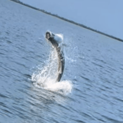 Fishing in Little Torch Key