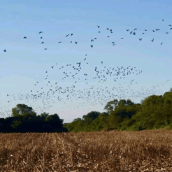 Hunting in San Fernando