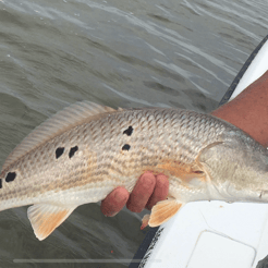 Fishing in Santa Rosa Beach