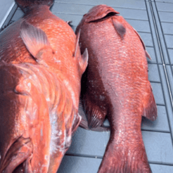 Fishing in Tierra Verde