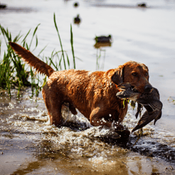 Hunting in Waco