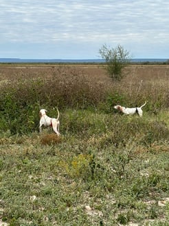 Hunting in José Silva Sánchez