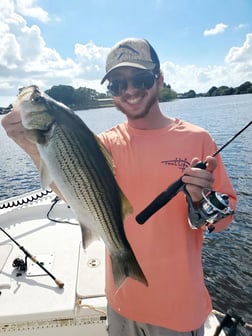 Striped Bass Fishing in Delray Beach, Florida