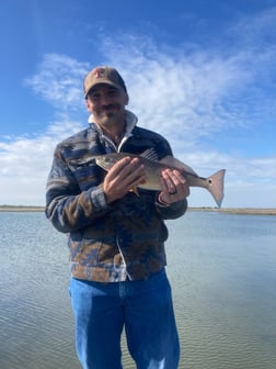 Black Drum, Sheepshead Fishing in Rockport, Texas