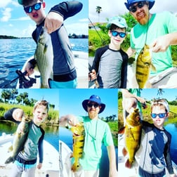 Clown Knifefish, Peacock Bass Fishing in Delray Beach, Florida