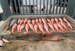 African Pompano, Mutton Snapper Fishing in Hypoluxo, Florida