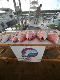 Blacktip Shark Fishing in Galveston, Texas