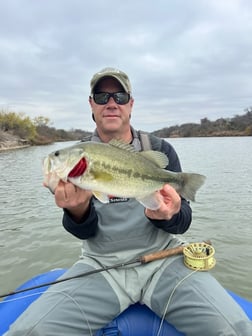 Largemouth Bass Fishing in Graford, Texas