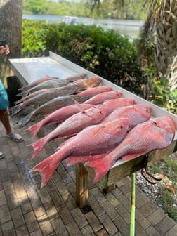 Bluefin Tuna fishing in Sarasota, Florida