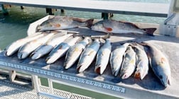 Redfish, Speckled Trout Fishing in Corpus Christi, Texas