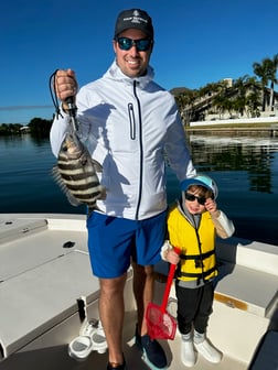 Mangrove Snapper, Sheepshead Fishing in Sarasota, Florida