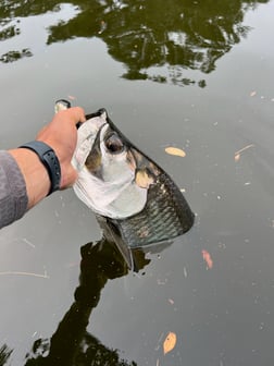 Tarpon Fishing in Holmes Beach, Florida