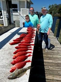 False Albacore, Mangrove Snapper, Perch Fishing in Niceville, Florida