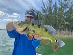 Peacock Bass Fishing in Palmetto Bay, Florida