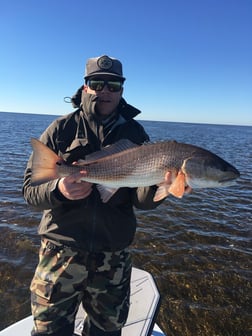 Redfish Fishing in Apalachicola, Florida