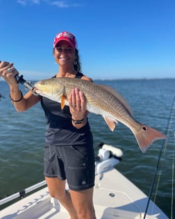 Snook Fishing in Sarasota, Florida