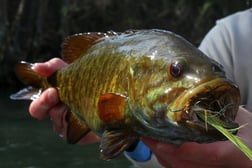 Brown Trout Fishing in Johnson City, Tennessee