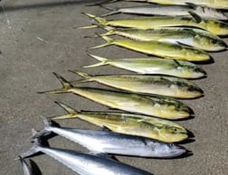 King Mackerel / Kingfish, Mahi Mahi / Dorado Fishing in Hillsboro Beach, Florida