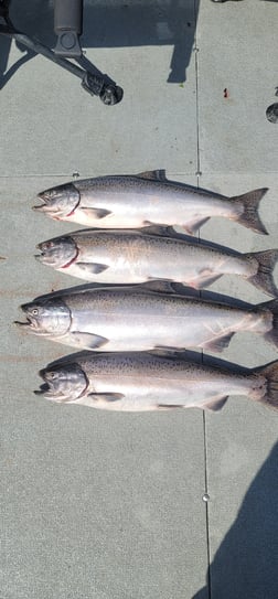 Steelhead Fishing in Montesano, Washington