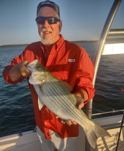 Hybrid Striped Bass Fishing in Runaway Bay, Texas