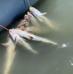 Black Drum, Flounder, Redfish, Speckled Trout Fishing in Ingleside, Texas