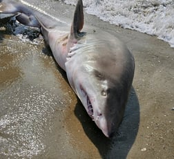 Tiger Shark Fishing in Stone Harbor, New Jersey