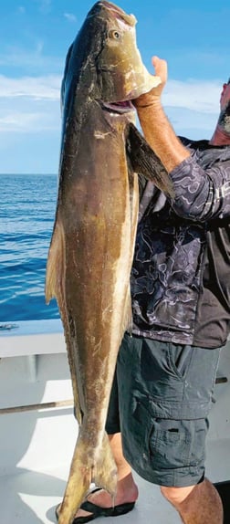 Sailfish Fishing in Clearwater, Florida