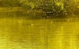 Speckled Trout / Spotted Seatrout Fishing in Oak Hill, Florida