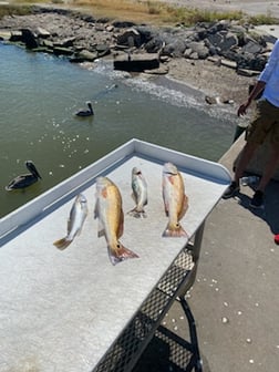 Redfish, Speckled Trout / Spotted Seatrout Fishing in Texas City, Texas