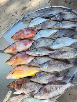 Hogfish, Scup / Porgy Fishing in Clearwater, Florida