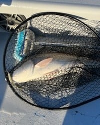 Speckled Trout Fishing in Galveston, Texas