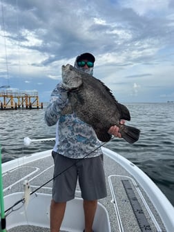 Tripletail Fishing in Buras, Louisiana