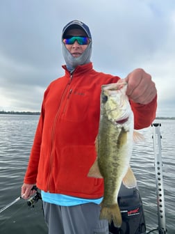 Largemouth Bass Fishing in Clearwater, Florida