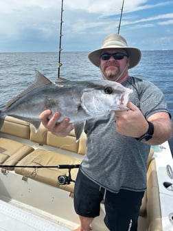 False Albacore, Mangrove Snapper, Perch Fishing in Niceville, Florida