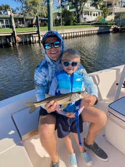 Snook Fishing in Sarasota, Florida