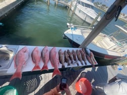 Red Grouper Fishing in Madeira Beach, Florida