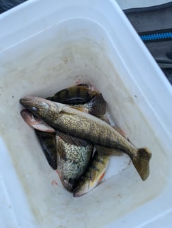 Crappie, Walleye Fishing in Wonder Lake, Illinois