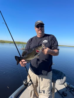 Largemouth Bass Fishing in Lake Okeechobee, Florida