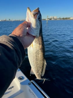 Redfish Fishing in Orange Beach, Alabama