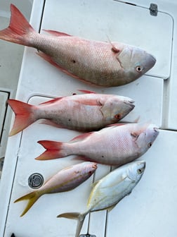 Mutton Snapper, Yellowtail Snapper Fishing in Key West, Florida