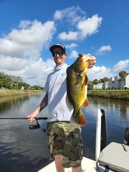 Peacock Bass Fishing in Wellington, Florida