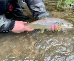 Rainbow Trout fishing in Roanoke, Virginia