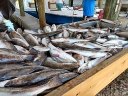 Speckled Trout / Spotted Seatrout Fishing in Yscloskey, Louisiana