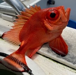 Fishing in Destin, Florida