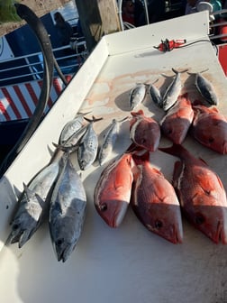 False Albacore, Red Snapper, Spanish Mackerel Fishing in Orange Beach, Alabama