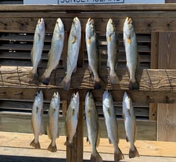 Speckled Trout / Spotted Seatrout fishing in Corpus Christi, Texas