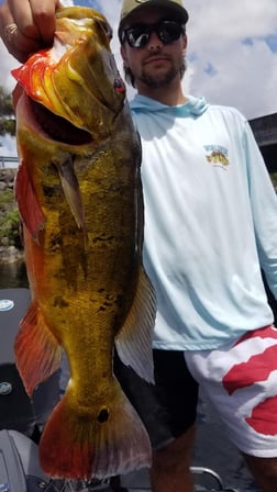 Peacock Bass fishing in Fort Lauderdale, Florida